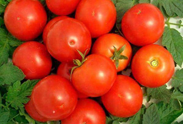 Особенности выращивания крупных ранних помидоров лабрадор
