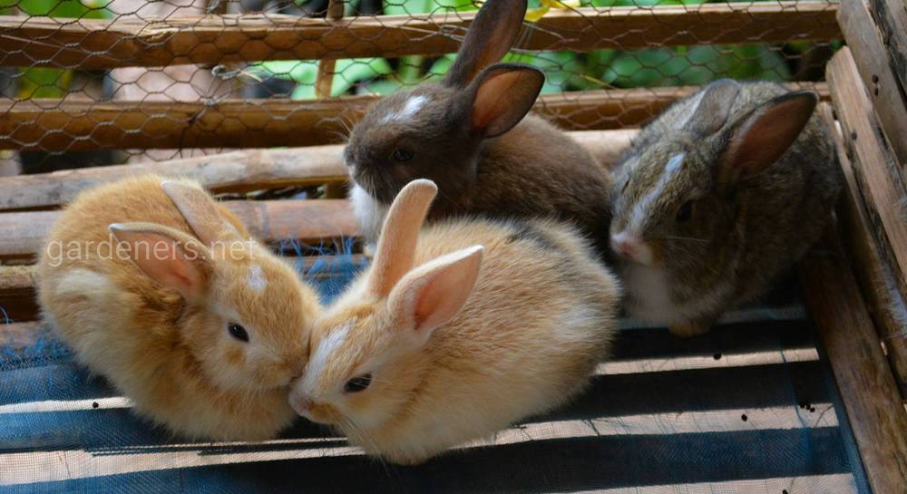 Витамины для кроликов разных пород: обзор добавок зимой и летом