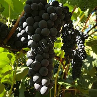 Родом из сша: особенности выращивания винограда сорта «столетие»