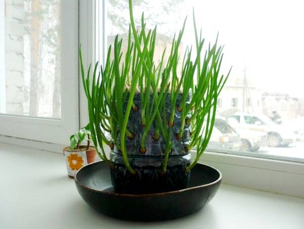 Как посадить лук на зелень на подоконнике: особенности выращивания на перо в домашних условиях