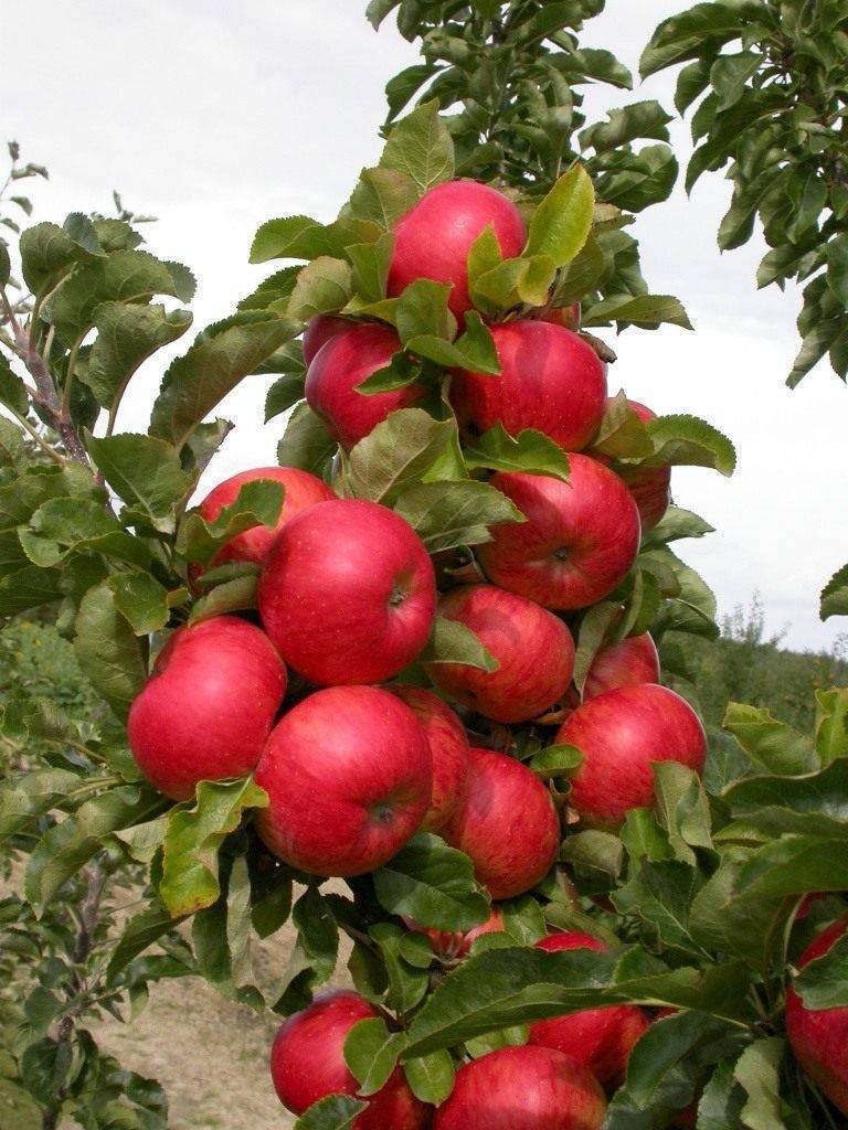 Различные сорта карликовых яблонь
