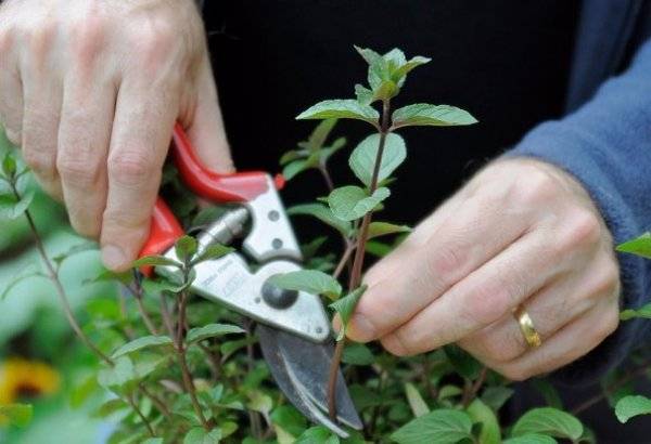 Как использовать стимулятор роста корневин в домашних условиях и в саду
