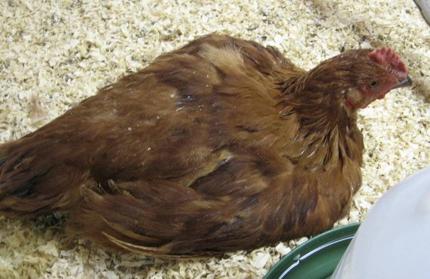 Для чего принимать и как разводить в воде метронидазол цыплятам?