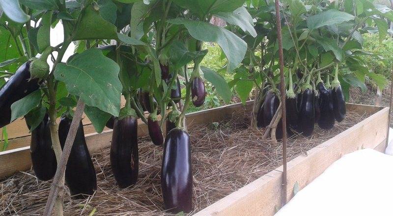 Как вырастить баклажаны в открытом грунте: от рассады до урожая