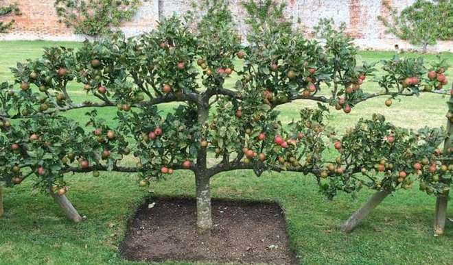 Как посадить яблоню осенью: пошаговое руководство по посадке и уходу за саженцем