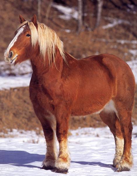 Брабансон лошадь: фото, описание бельгийской тяжеловозной породы, история происхождения, содержание и уход