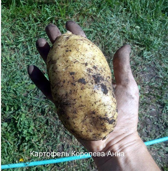 Сорт картофеля «королева анна» – описание и фото