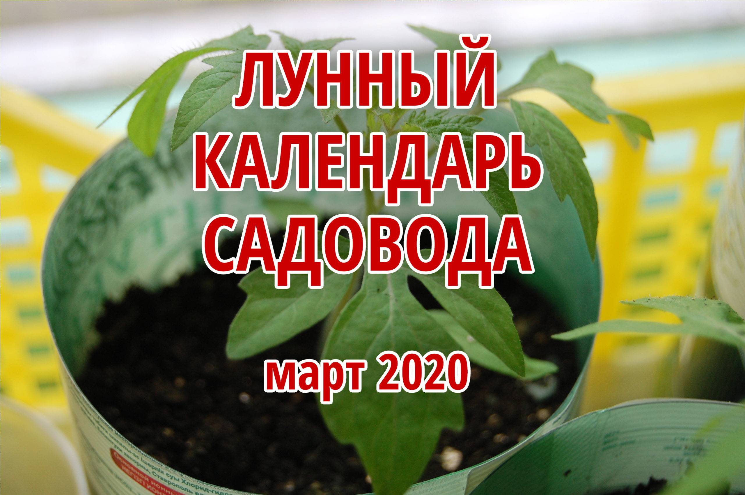 Пикировка рассады баклажанов в 2020 году: благоприятные дни по лунному календарю - сад и огород