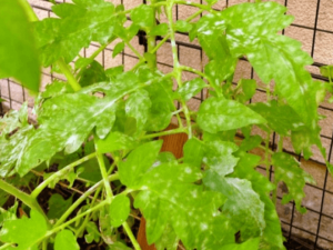 О септориозе томатов: почему листья помидоров белые, что делать, лечение