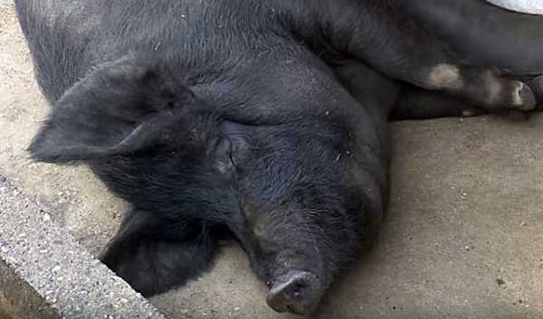 Свиноматка: 110 фото уход за поросятами и подкормка свиноматки перед родами