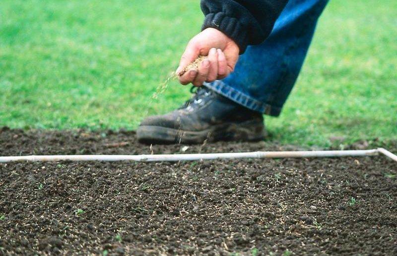 Как сеять газонную траву своими руками : пошаговая инструкция с фото и видео – все о ремонте