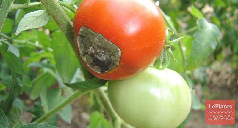 Все о борьбе с вредителями рассады помидор: кто ест рассаду, как бороться
