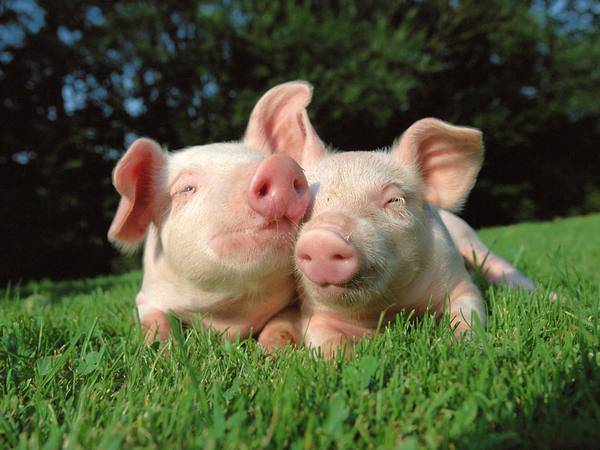 Спаривание свиней: как размножаются животные, признаки охоты
