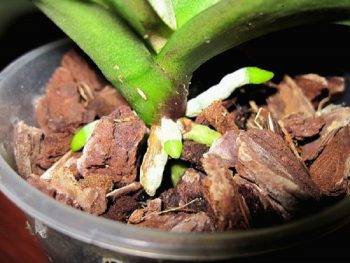 Как спасти погибающую орхидею без корней и листьев