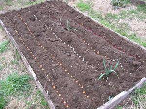 Как получить ранний урожай лука-севка: посадка весной или осенью, что лучше?, как садить