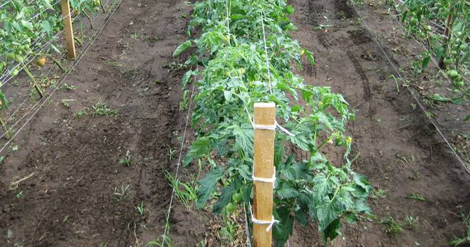 Как подвязать помидоры в открытом грунте фото | вырасти сад!