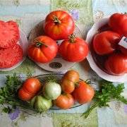 Описание сорта томата карнабель — как поднять урожайность