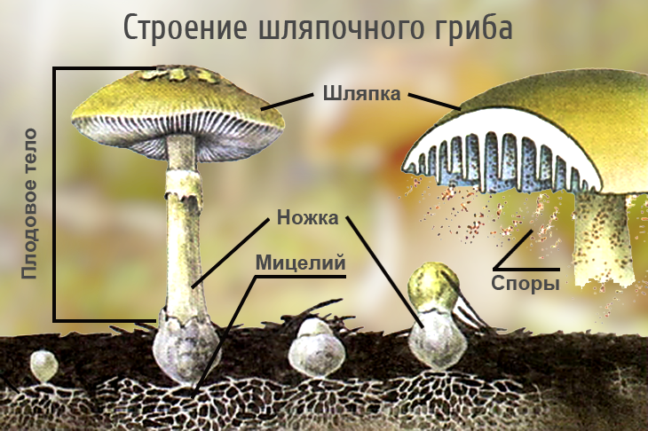 Царство грибов: строение, жизнедеятельность, размножение