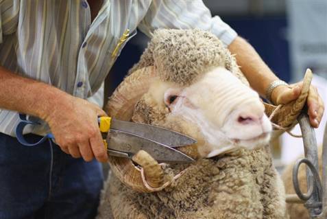 Стрижка овец: как часто стригут баранов? ножи и ножницы для стрижки меха, правила первой стрижки ягненка