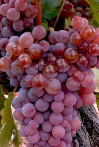 Сорт винограда фиолетовый ранний, описание сорта с характеристикой и отзывами, а также особенности посадки и выращивания