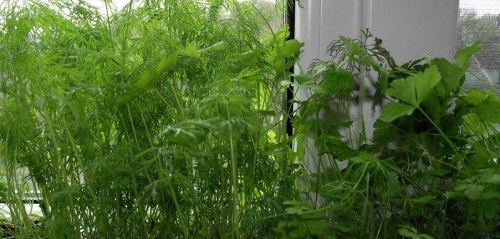 Микрозелень - суперфуд или очередной обман, можно ли вырастить ее дома и надо ли это вообще делать