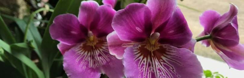 Орхидея мильтония — уход в домашних условиях