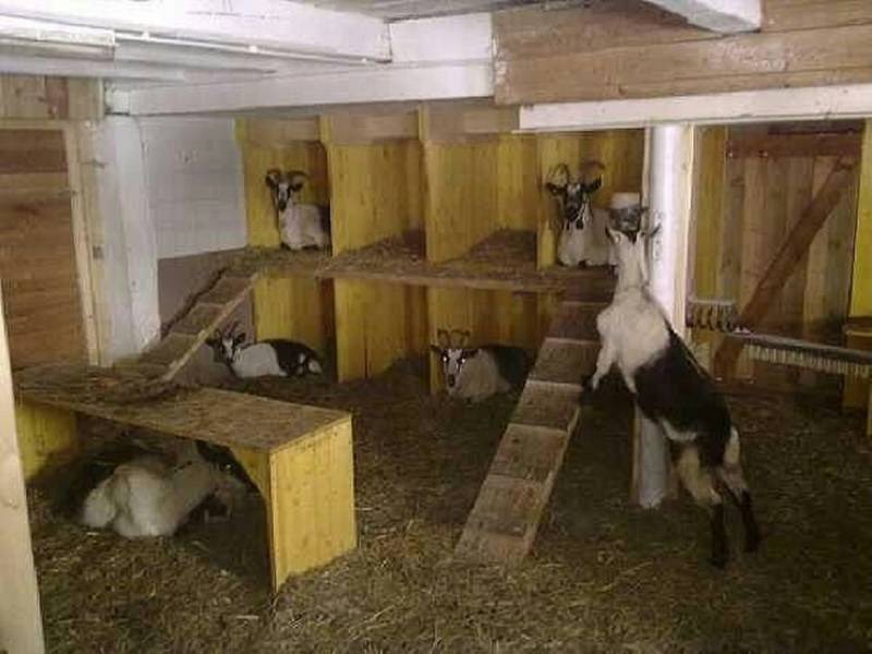 Требования к постройке сарая для фермерских коз