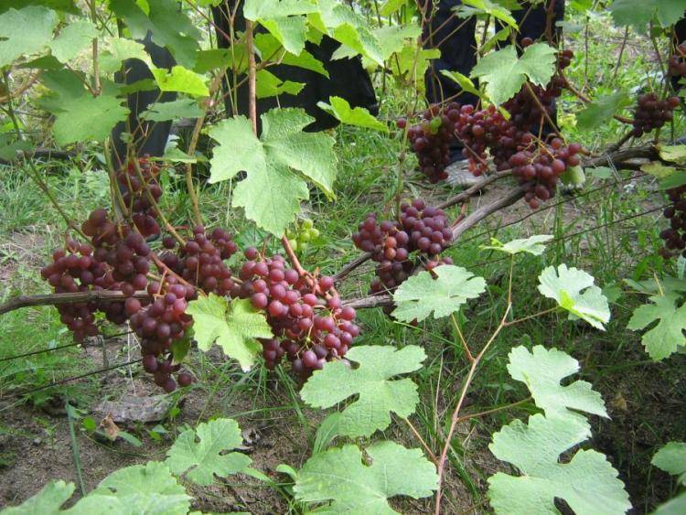 Ранние сорта винограда: сверхранние, ультраранние, суперранние белые, розовые, синие сорта, для юга россии