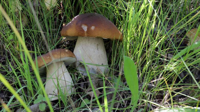Какие грибы можно собирать на юге Подмосковья