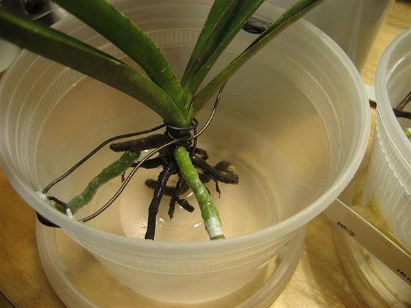 Реанимация орхидей без корней: как спасти орхидею, если у нее вялые листья? как нарастить корни в домашних условиях пошагово? как реанимировать в мини-тепличке?