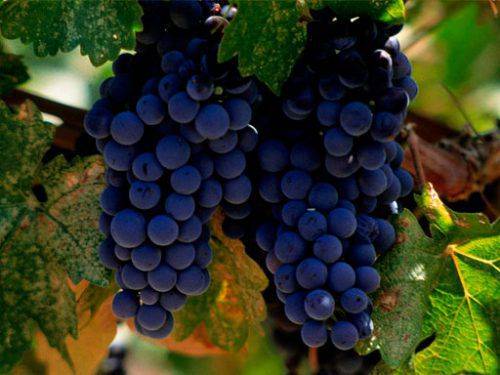 Виноград мерло: описание технического сорта, его характеристики, польза и вред