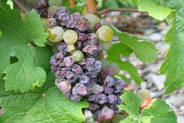 Виноград ландыш: описание сорта