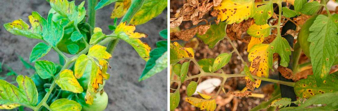Почему сохнут кончики листьев у рассады помидор