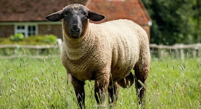 Овцы суффолк - описание породы, преимущества и недостатки, содержание