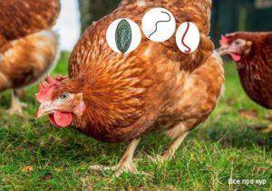 Почему забился зоб у курицы и что делать в этом случае: советы, фото и видео