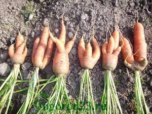 Удобрения для моркови при посадке: лучшая подкормка, когда и как вносить, дозировки