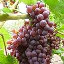 Кинельский виноград — лучшие сорта
