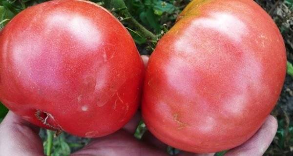 Томат "шапка мономаха": описание сорта, характеристика и фото помидоров русский фермер
