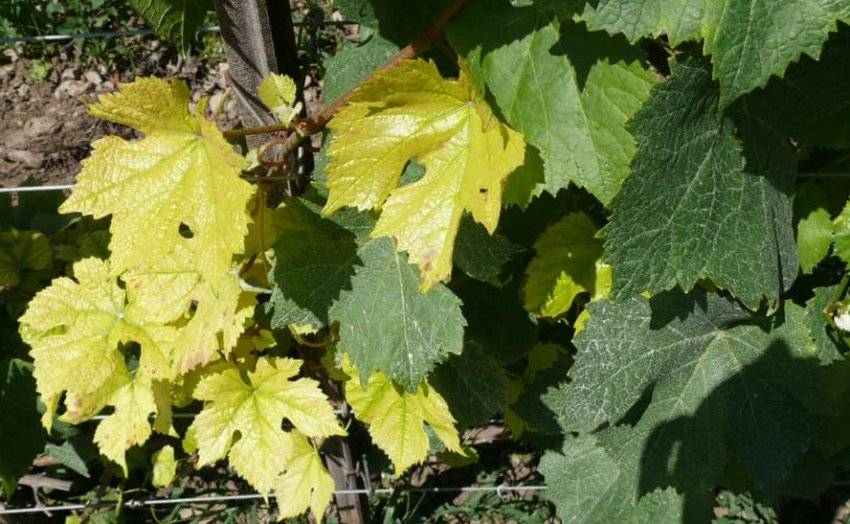 Почему листья винограда светлеют, желтеют и сохнут в период цветения, что делать