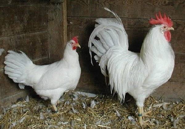 Как курицы откладывают яйца
