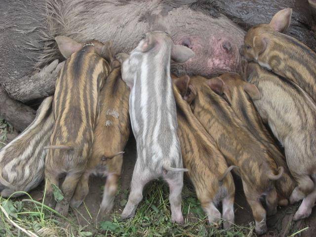 Свиньи породы мангал: описание, характеристика и содержание