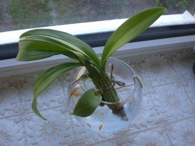Орхидея камбрия (cambria): пересадка после покупки и уход в домашних условиях - rus-womens