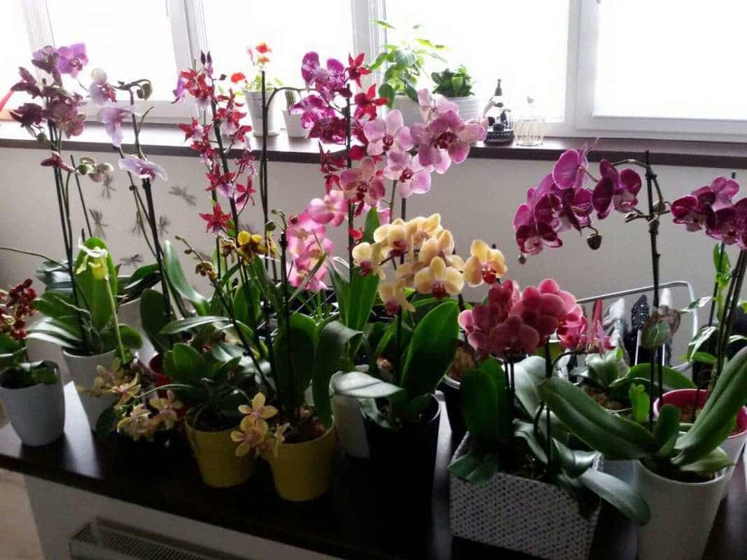 Как выглядит орхидея в горшке: фото, особенности и виды с названиями