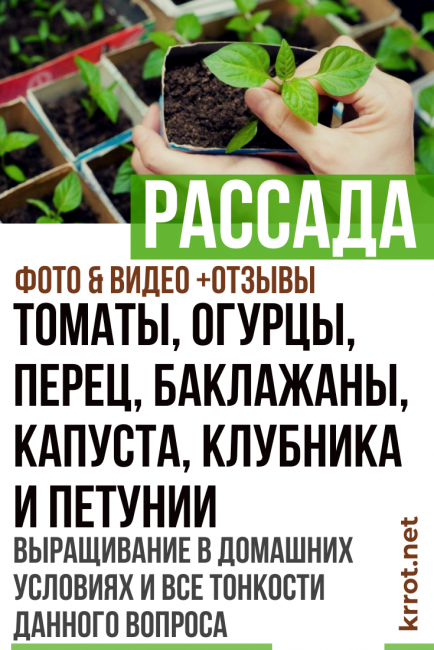 Выращивание рассады перца в домашних условиях: секреты опытных огородников, как правильно вырастить хорошую и здоровую рассаду из семян русский фермер