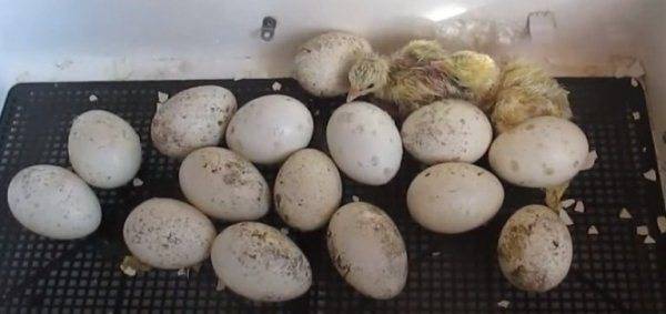 Как правильно произвести инкубацию утиных яиц