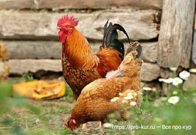 Как повысить яйценоскость домашних кур? корм и дом.