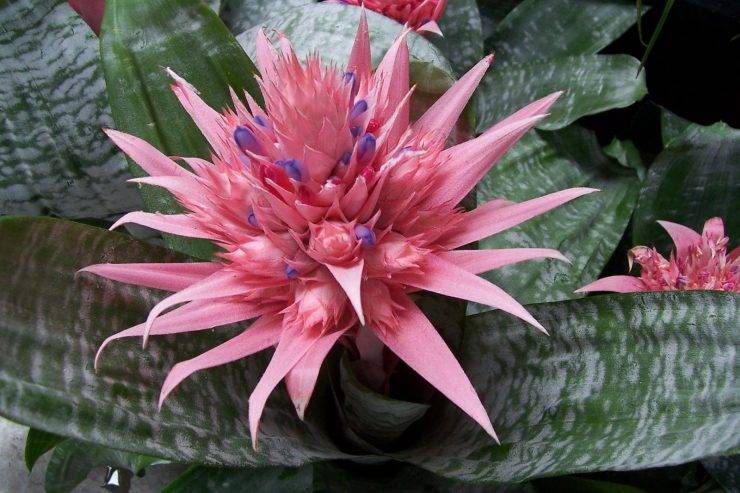 Цветок эхмея: виды с фото, посадка и уход в домашних условиях