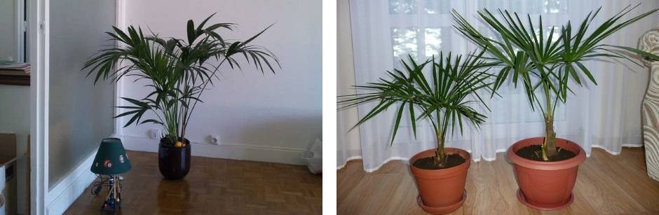 Выращивание и уход за финиковой пальмой в домашних условиях