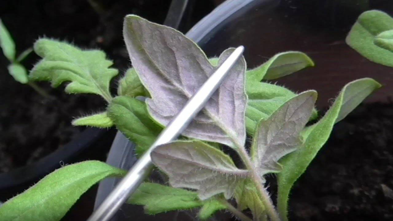 Разберемся, почему перцы стали фиолетовыми (листья, плоды): причины возникновения проблемы и методы борьбы с ней