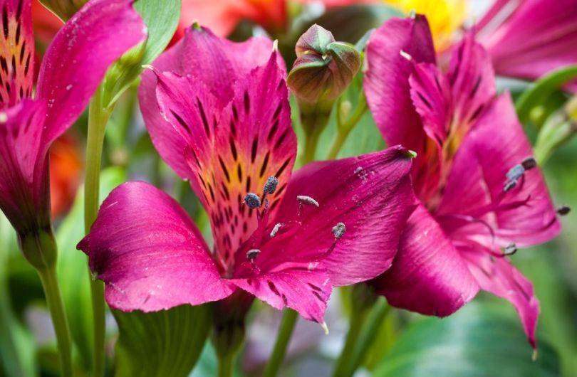 Цветок «Альстромерия»: фото, посадка, выращивание и уход